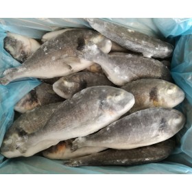 ORATA INT.EVISC. 200/300 OROMAR